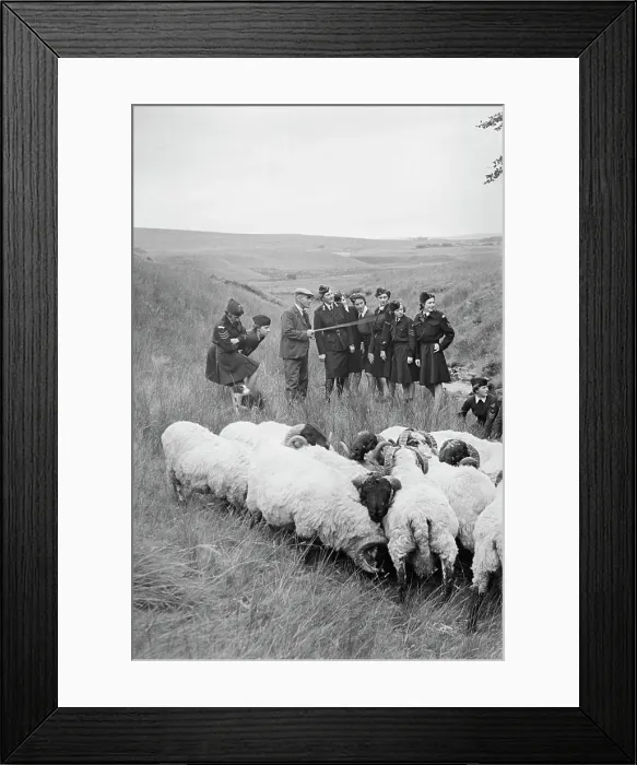 Framed Print : Scottish Girls Training Corps Framed Print : Scottish Girls Training Corps