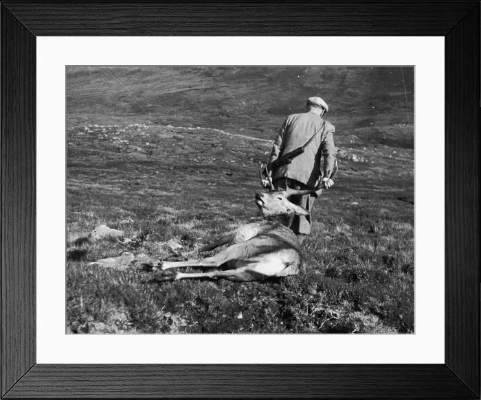 Framed Print : Stag Hunt. October 1943: A hunter drags the carcass of a deer along the grass Framed Print : Stag Hunt. October 1943: A hunter drags the carcass of a deer along the grass