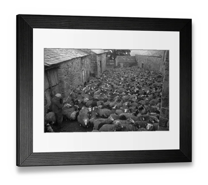 Framed Print : Yard Full Of Sheep Framed Print : Yard Full Of Sheep