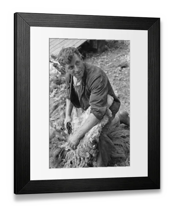 Framed Print : Sheep Clipping Framed Print : Sheep Clipping