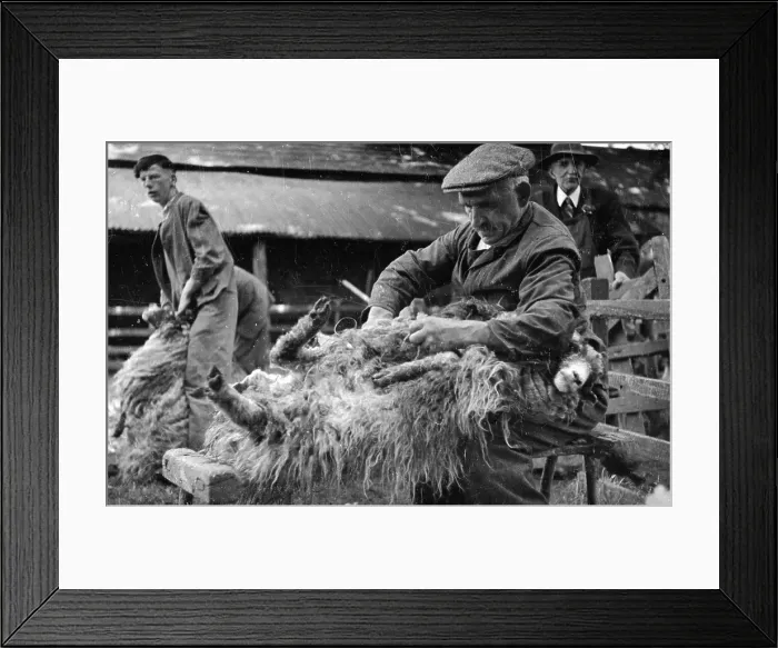 Framed Print : Record Shearer