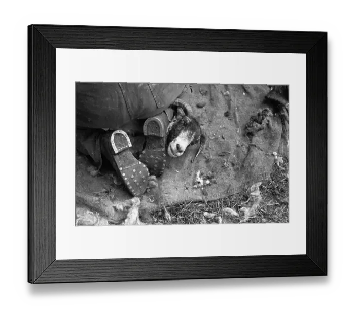 Framed Print : Sheep Shearing