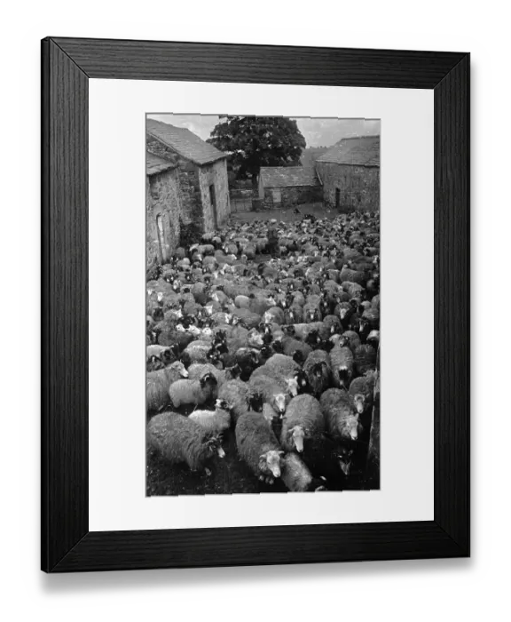 Framed Print : Yard Full Of Sheep Framed Print : Yard Full Of Sheep