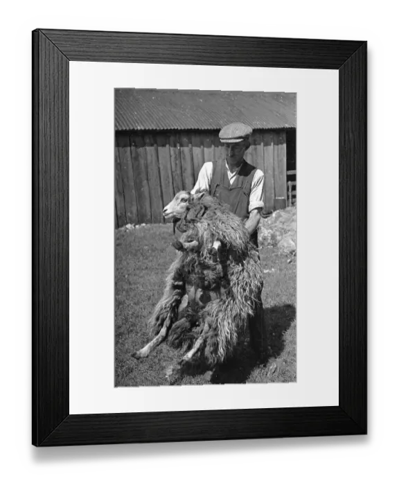 Framed Print : Carrying A Ewe