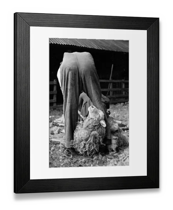 Framed Print : Shearing Style Framed Print : Shearing Style