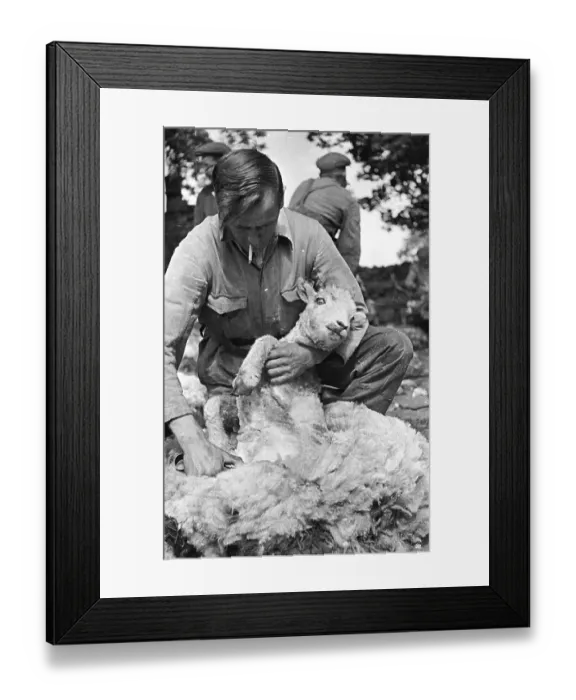 Framed Print : Sheep Clipping Framed Print : Sheep Clipping
