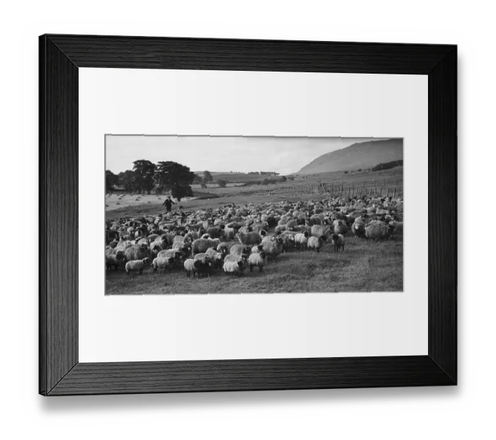 Framed Print : Sheep Farm