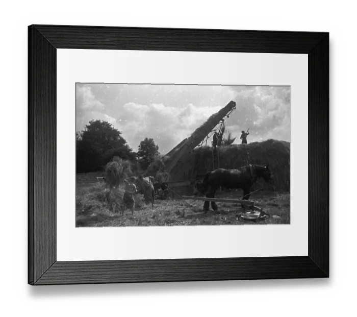 Framed Print : Stacking Hay Framed Print : Stacking Hay