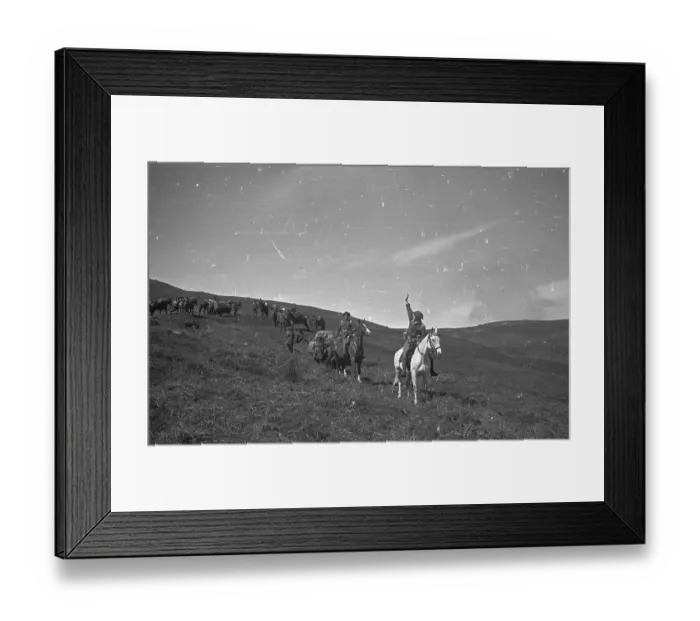 Framed Print : Military Horses