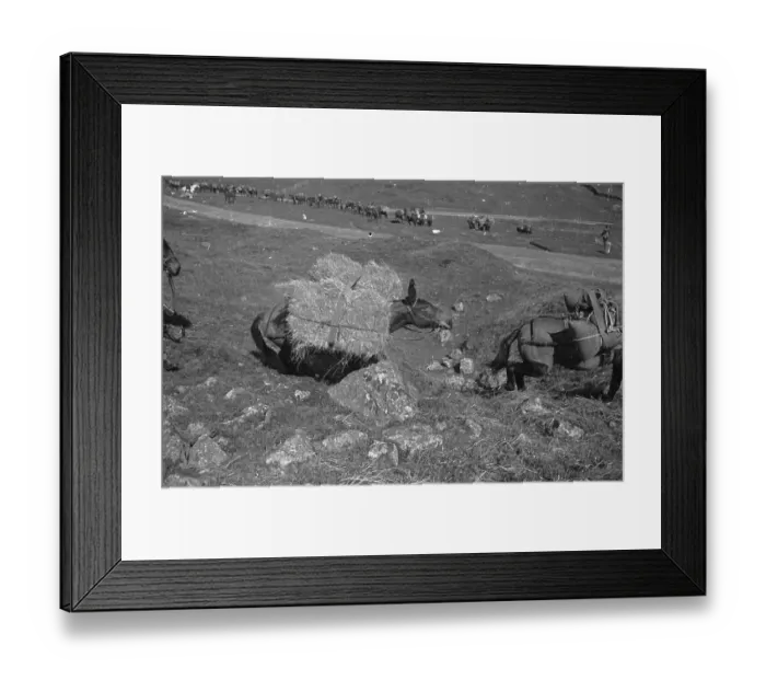 Framed Print : Pack Horses Framed Print : Pack Horses