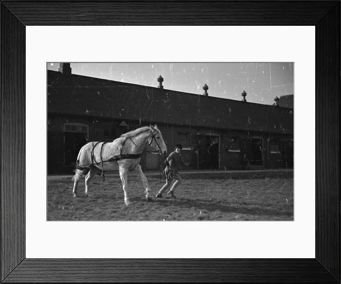 Framed Print : Training Horse