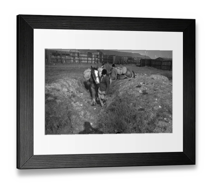 Framed Print : Pack Horse Training