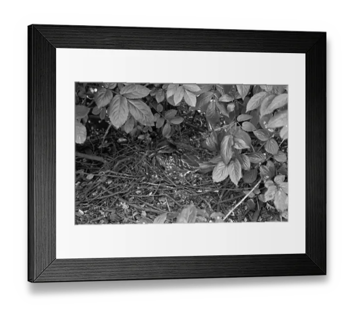 Framed Print : Nesting Mallard Framed Print : Nesting Mallard