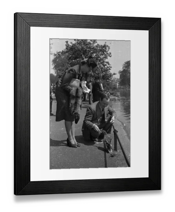 Framed Print : Park Duck Feeding Framed Print : Park Duck Feeding