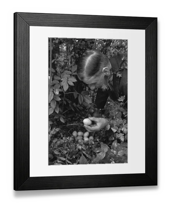Framed Print : Bird's Nest Framed Print : Bird's Nest