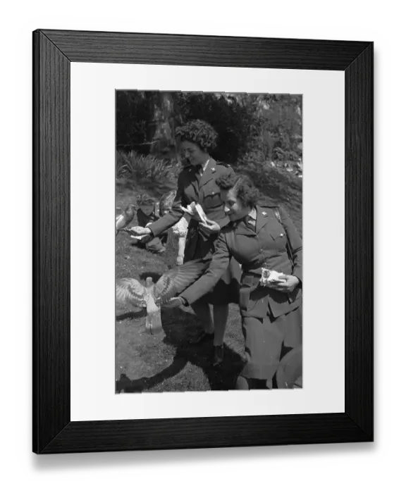 Framed Print : Pigeon Feeders Framed Print : Pigeon Feeders