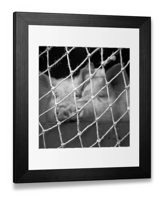 Framed Print : Imprisoned Pigs Framed Print : Imprisoned Pigs