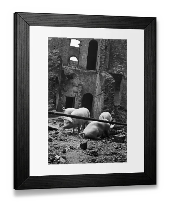 Framed Print : Ruin Dwelling Pigs
