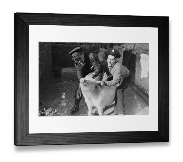 Framed Print : Wartime Pig Handlers Framed Print : Wartime Pig Handlers