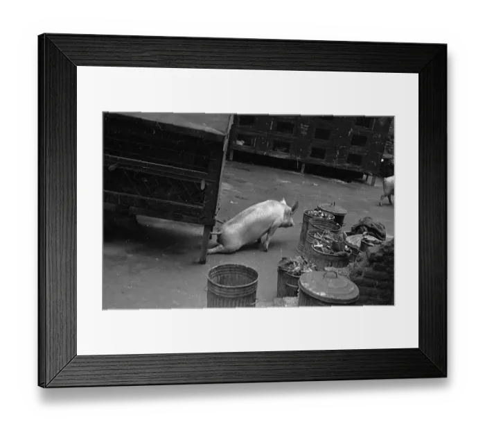 Framed Print : Hungry Pig Framed Print : Hungry Pig
