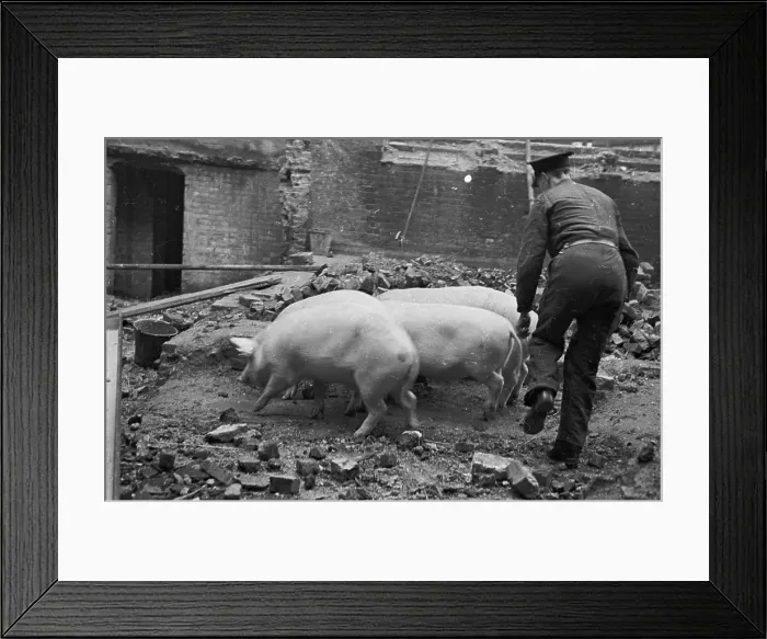 Framed Print : Wartime Pig Farming Framed Print : Wartime Pig Farming