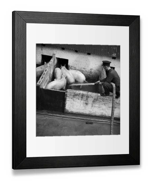 Framed Print : Pig Washing Framed Print : Pig Washing
