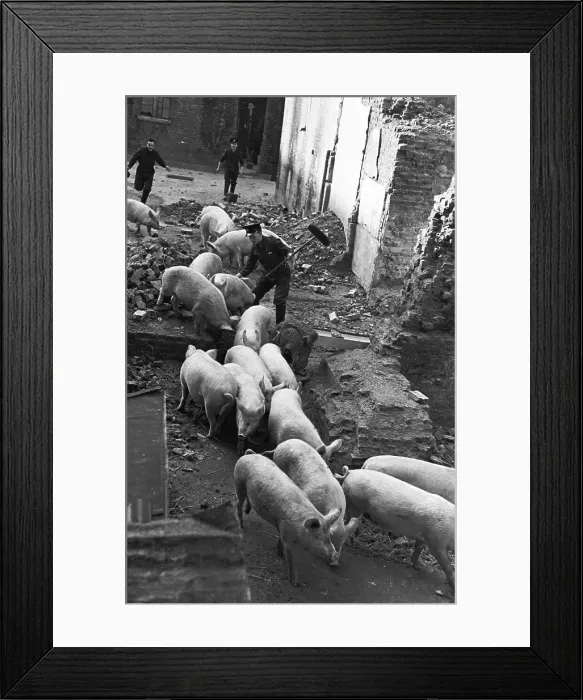 Framed Print : Wartime City Pigs Framed Print : Wartime City Pigs