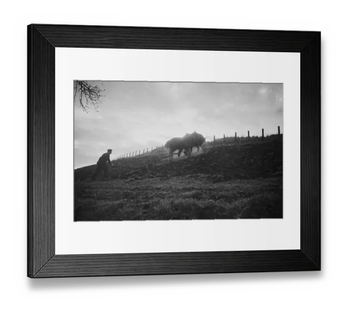 Framed Print : Horse Ploughing Framed Print : Horse Ploughing