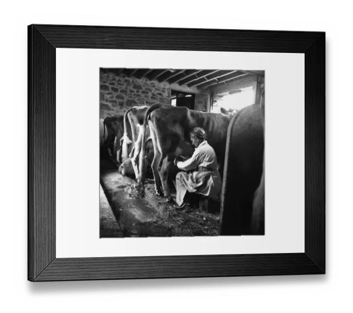Framed Print : Wartime Dairy Framed Print : Wartime Dairy