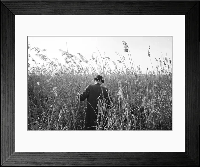 Framed Print : Marsh Reeds Framed Print : Marsh Reeds