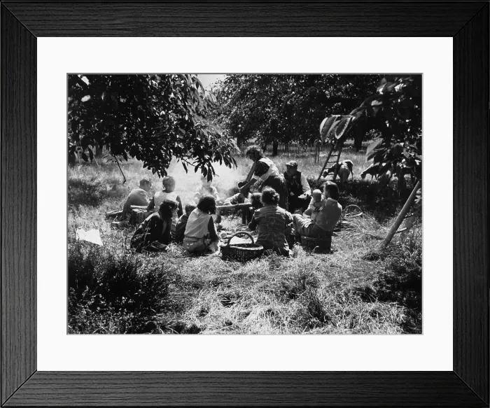 Framed Print : Cherry Orchard Framed Print : Cherry Orchard