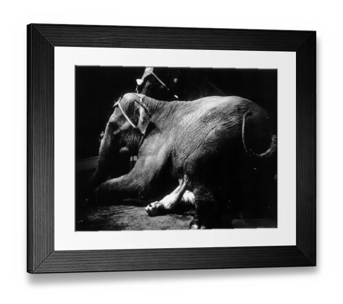 Framed Print : Heavyweight Framed Print : Heavyweight
