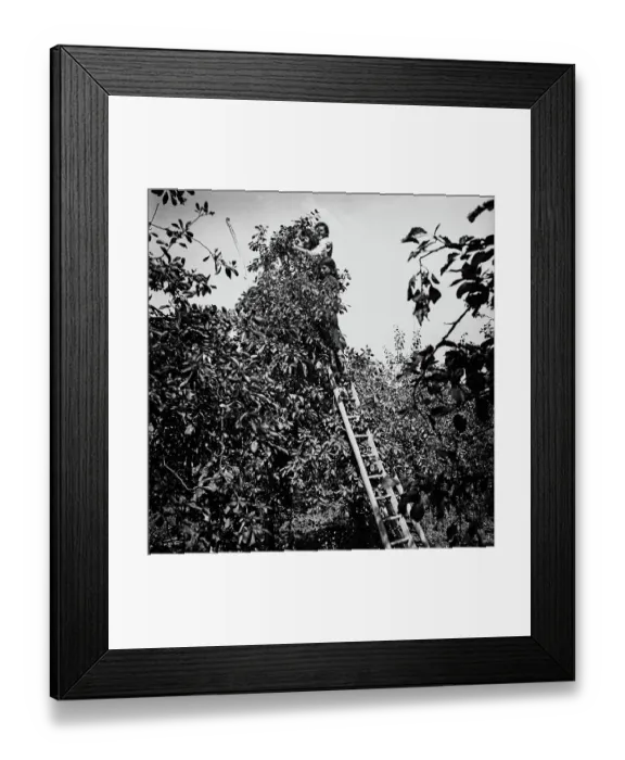 Framed Print : Plum-Picking Season 1942 Framed Print : Plum-Picking Season 1942