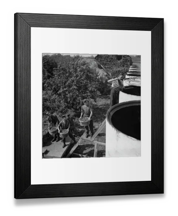 Framed Print : Plum-Picking Season 1942 Framed Print : Plum-Picking Season 1942
