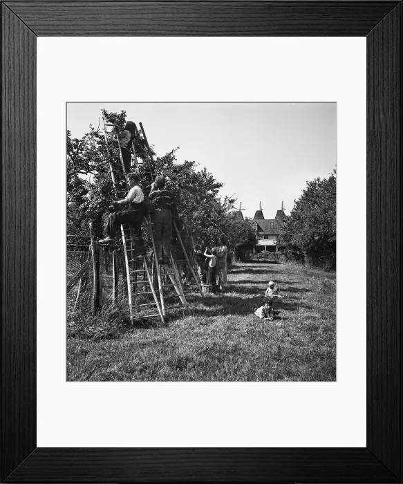 Framed Print : Plum-Picking Season 1942 Framed Print : Plum-Picking Season 1942