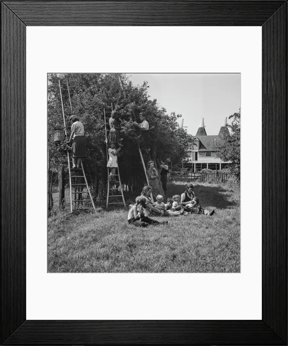 Framed Print : Plum-Picking Season 1942