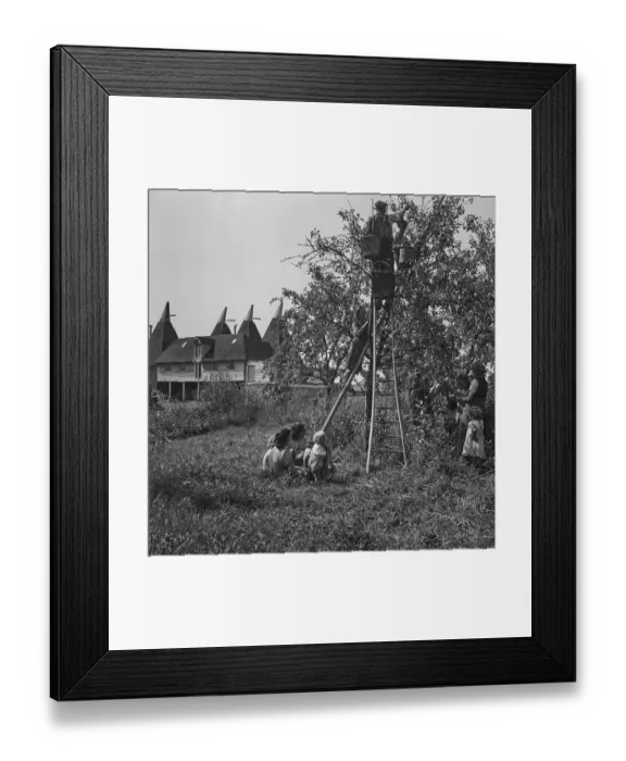 Framed Print : Plum-Picking Season 1942 Framed Print : Plum-Picking Season 1942