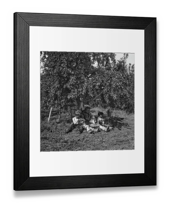 Framed Print : Plum-Picking Season 1942