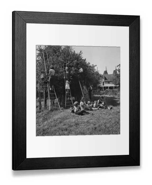 Framed Print : Plum-Picking Season 1942 Framed Print : Plum-Picking Season 1942