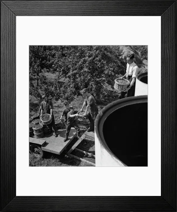 Framed Print : Plum-Picking Season 1942 Framed Print : Plum-Picking Season 1942