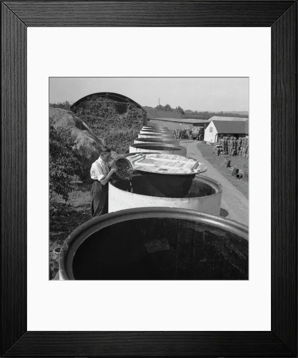 Framed Print : Plum-Picking Season 1942 Framed Print : Plum-Picking Season 1942