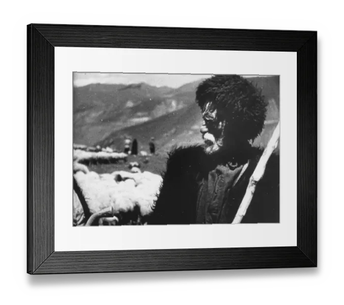 Framed Print : Georgian Shepherd Framed Print : Georgian Shepherd