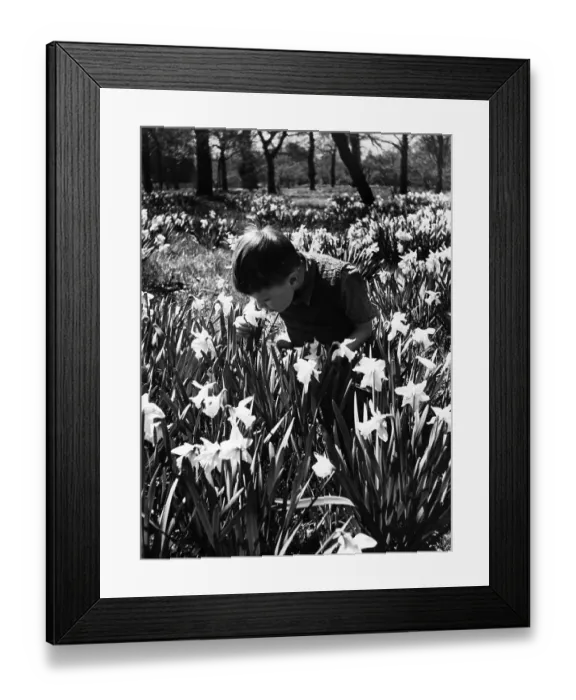 Framed Print : Pretty Flowers