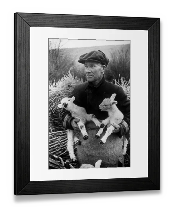Framed Print : Spring Lambs Framed Print : Spring Lambs