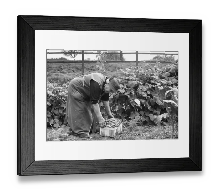 Framed Print : Bean Harvest Framed Print : Bean Harvest