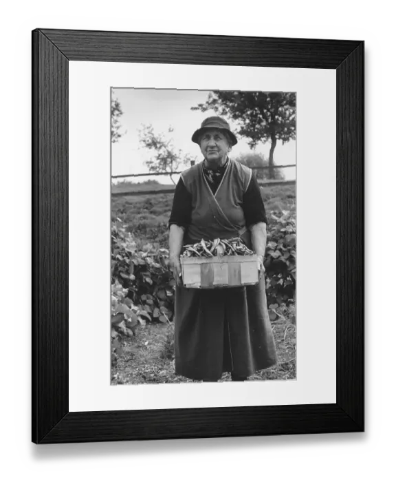 Framed Print : Harvesting Beans Framed Print : Harvesting Beans