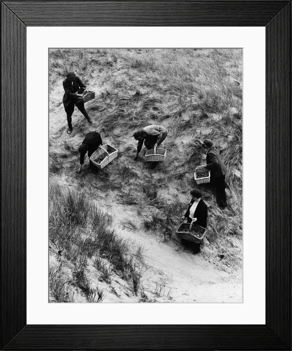 Framed Print : Egg Collecting Framed Print : Egg Collecting