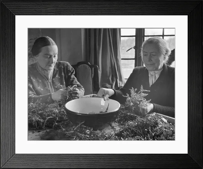 Framed Print : Dandelion Salad Framed Print : Dandelion Salad