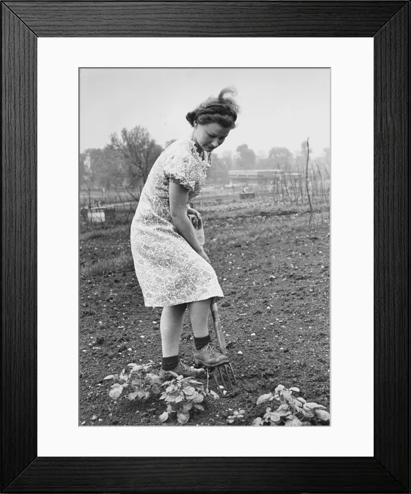 Framed Print : Dig For Victory Framed Print : Dig For Victory