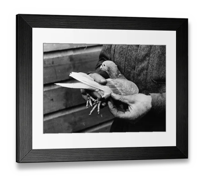 Framed Print : Pigeon In The Hand Framed Print : Pigeon In The Hand